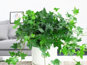  成都绿植租赁-小型盆栽绿植长春藤