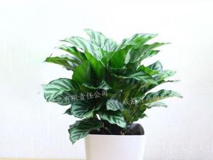  成都绿植租摆,小型盆栽绿植竹芋