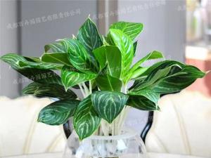 水培植物租赁(白雪公主) 