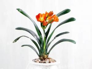  成都植物租摆-水培植物君子兰 