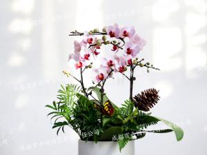  成都花卉租赁-小型盆栽花卉蝴蝶兰花 