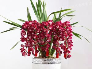  成都花卉租赁-小型盆栽花卉蕙兰花 