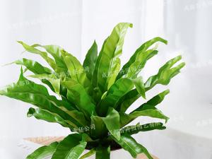  成都绿植租赁-小型盆栽绿植鸟巢蕨