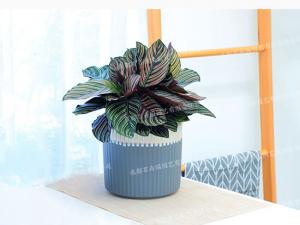 成都租绿植(双线竹芋) 