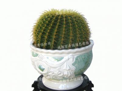  成都绿植租赁-小型盆栽绿植仙人球