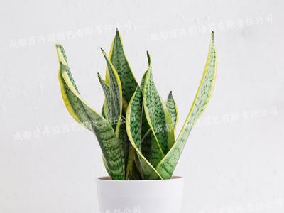  成都绿植租赁-小型盆栽绿植虎皮兰