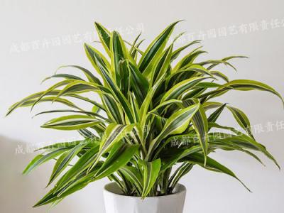  成都绿植租摆-小型盆栽绿植巴西美人