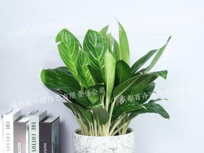  成都绿植租赁-小型盆栽绿植白雪公主