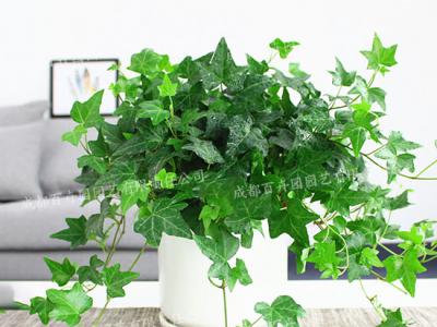  成都绿植租赁-小型盆栽绿植长春藤