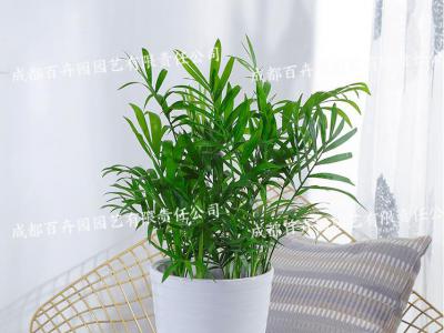  成都绿植租赁-小型盆栽绿植袖珍椰子