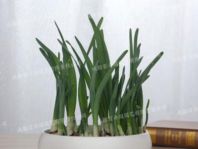 水培植物租赁(水仙花)