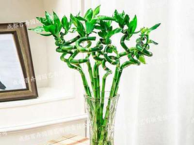 水培绿植租摆(转运竹) 