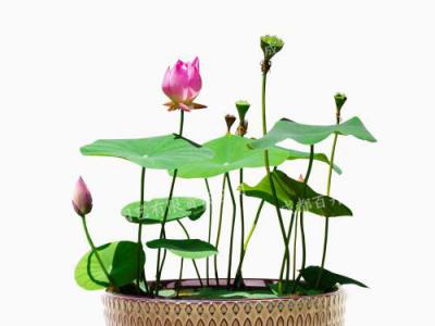  成都植物租摆-水培植物荷花