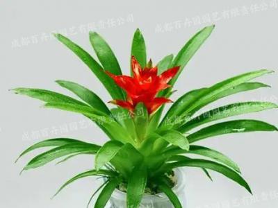 水培鲜花租赁(鸿运当头)