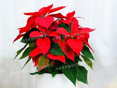  成都花卉租赁-小型盆栽花卉一品红