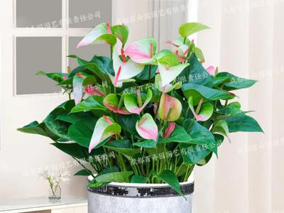  成都花卉租赁-小型盆栽花卉彩掌