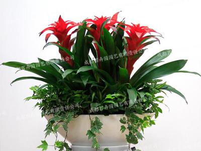 成都办公室植物租赁(组合凤梨花) 