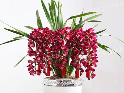  成都花卉租赁-小型盆栽花卉蕙兰花 