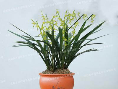 成都盆栽花卉租赁(兰花) 
