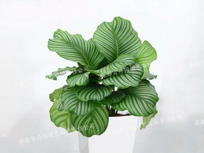 成都盆栽植物租赁(青苹果竹芋) 