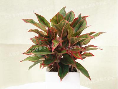  成都绿植租赁-小型盆栽绿植万年红