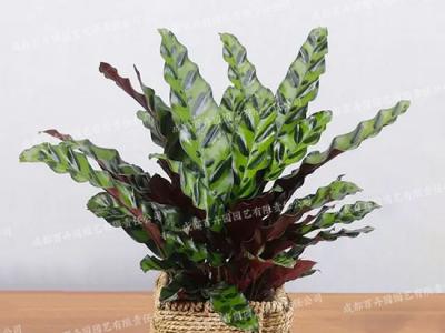 成都租绿植(猫眼竹芋) 