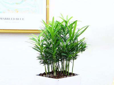 成都室内租植物(罗汉松) 
