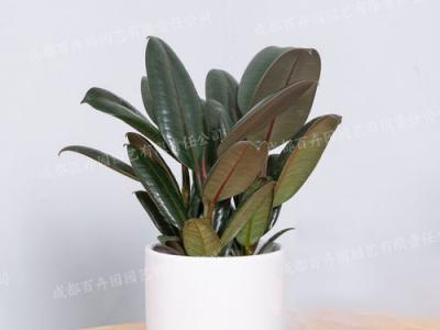 成都室内租植物(橡皮树) 