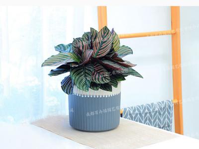 成都租绿植(双线竹芋) 