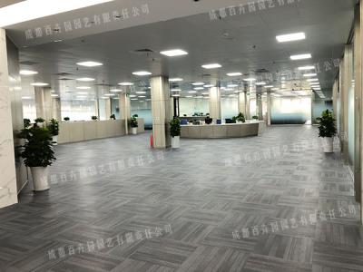 机械设备公司成都办公室绿植租摆案例