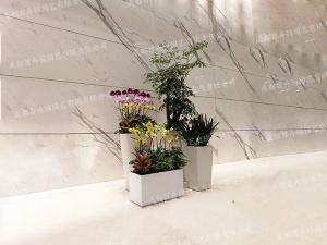 成都花卉绿植租赁组景造型