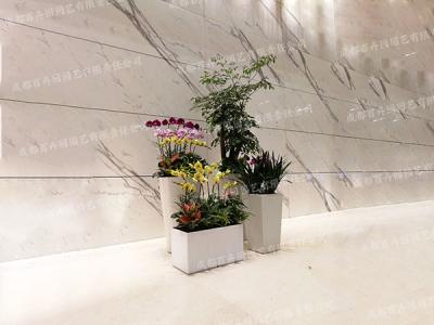 成都花卉绿植租赁组景造型