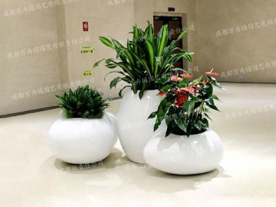  成都花草绿植租赁组盆造景