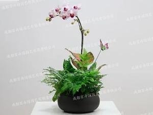 创意盆栽花卉租赁