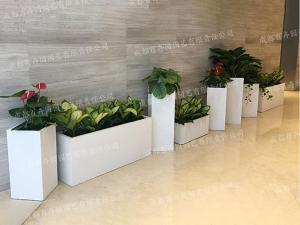  组景花卉植物租摆