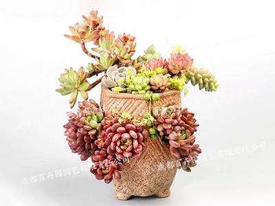 创意盆景植物租赁