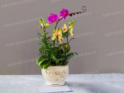 创意盆栽花卉租赁 