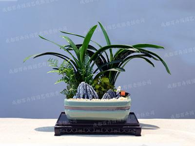 创意盆景植物租摆