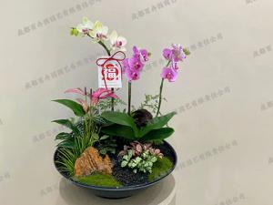 定制组合盆景植物租赁