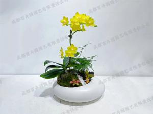 成都绿植租摆-创意组合盆景绿植