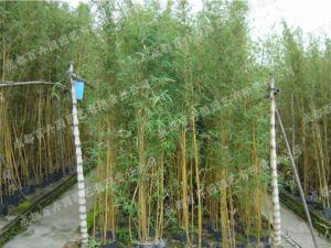 庭院花园花境绿化植物-竹子 