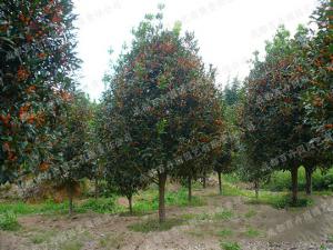 庭院花园绿化植物-桂花树