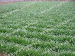 庭院花园花境植物-麦冬