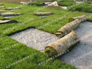 庭院花园花境植物-草皮