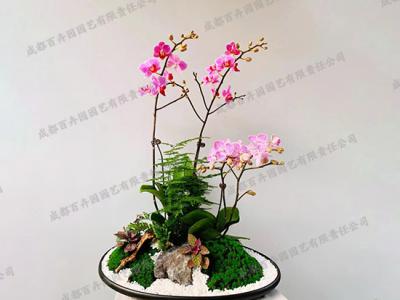 定制组合盆栽盆景植物租赁