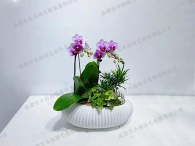 成都绿植租摆-创意组合盆景植物