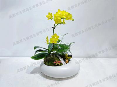 成都绿植租摆-创意组合盆景绿植