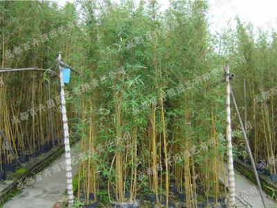 庭院花园花境绿化植物-竹子 