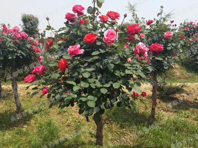 庭院花园花境植物-月季花