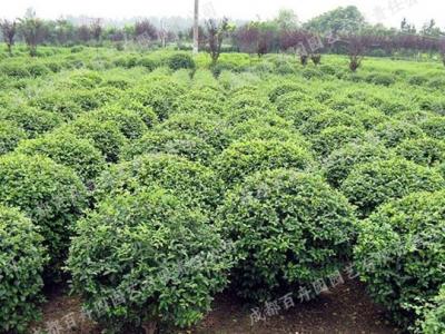庭院花园花境植物-海桐球
